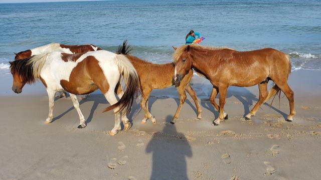 25TH ANNUAL ASSATEAGUE BEACH CAMPING