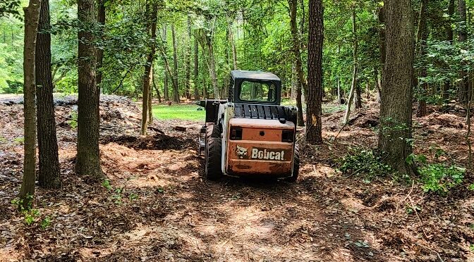 TREE REMOVAL