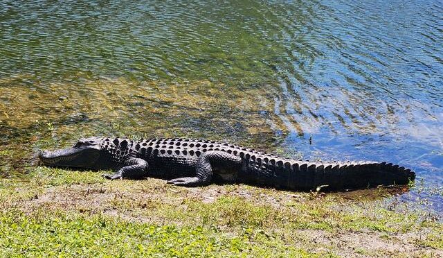 From Funky Town to Charleston Charm – Wrapping Up Our OBH7 Adventure